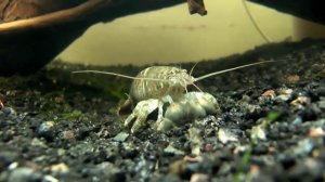 Самые интересные аквариумные креветки. Часть 2