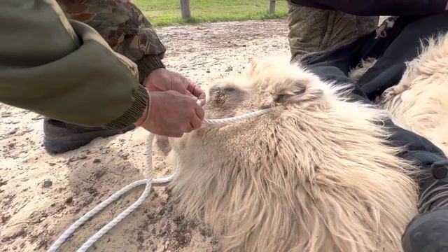 Обучение верблюдицы по кличке Ойратка смотреть онлайн