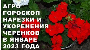 Агрогороскоп нарезки и укоренения черенков в январе 2023 Агрогороскоп укорінення живців в січні 2023