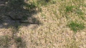 Гадюка на кинбурне / кинбурнская коса