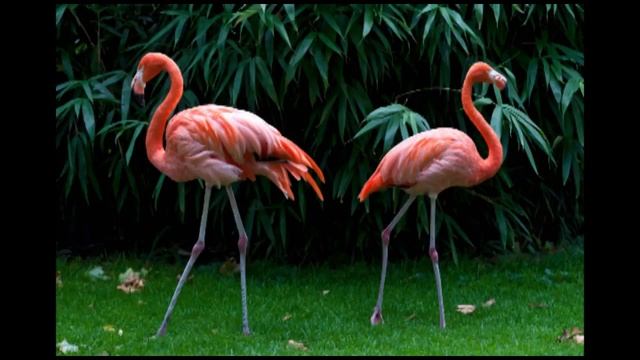 Metrónomo Flamenco: Rumbas - Velocidad 210 смотреть онлайн