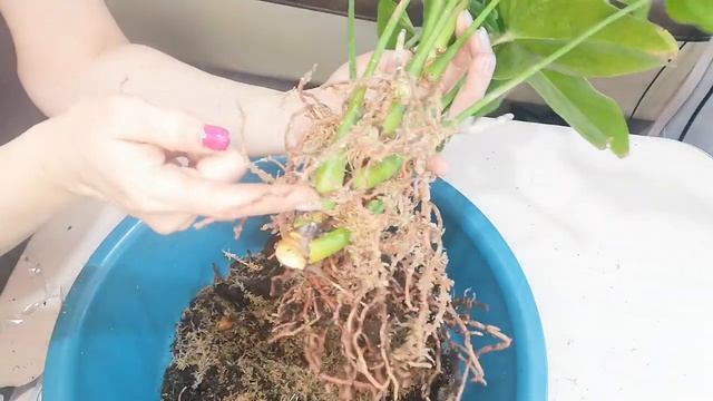 Антуриум Отазу. Воздушное наращивание корневой массы. смотреть онлайн