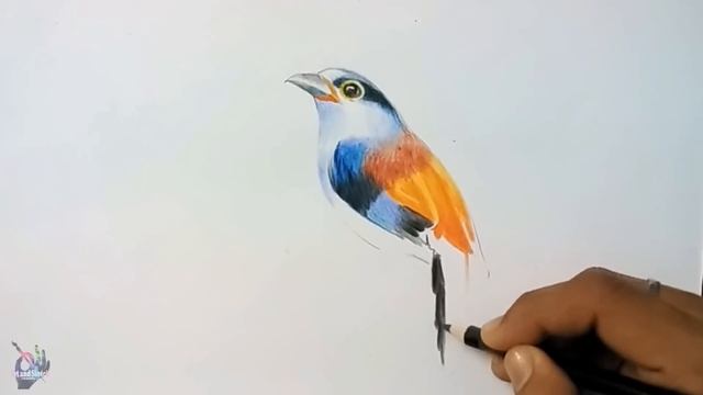 How to draw bird with colour pencil step by step смотреть онлайн