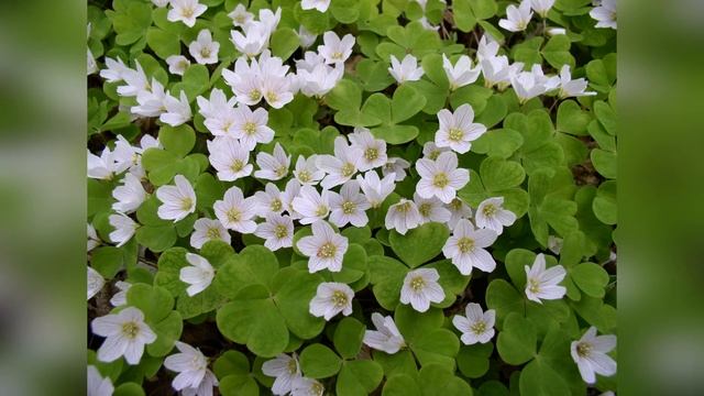 Кислица обыкновенная