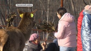 Сказка ожила: мараловая ферма в Приморье стала точкой притяжения