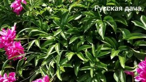 ДАЧА. БОРДОВЫЕ ПИОНЫ. ВОЛШЕБНОЕ УДОБРЕНИЕ - ЗОЛА.