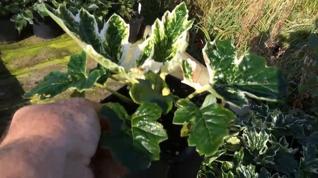 Acanthus 'Whitewater' смотреть онлайн
