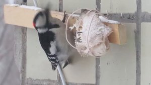 Домашний Дятел