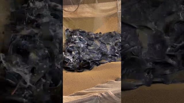 Платная рыбалка, пруд Черноморец 04.07.23. Добавили линя. смотреть онлайн