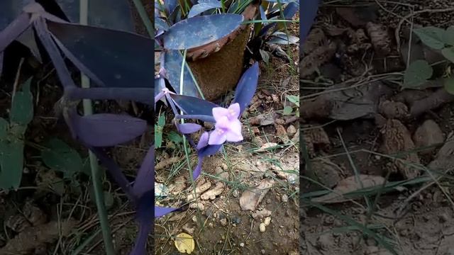 #flower #Garden#Tradescantia pallida 'Purple Heart'#