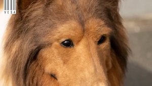 Man fulfilled his lifelong dream to become a dog