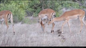 TSAVO EAST NATIONAL PARK SAFARI