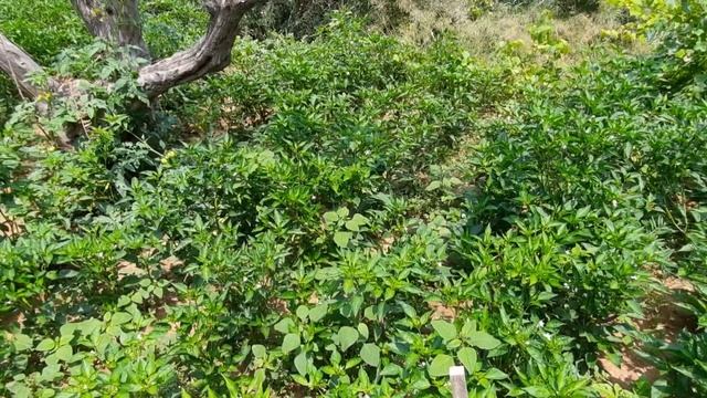 Воскресенье русско-турецкой семьи. Завтрак на природе. Курица усыновила утенка. Влог. Адана.