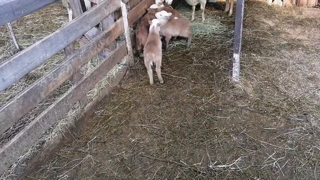 У Катумских ещё приплод и первые потери( смотреть онлайн