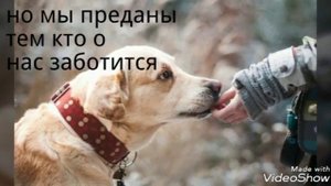 Самое грустное видео про животных??