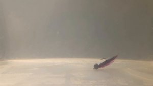 Хитра tanta с AliExpress SuperContinent дешёвые не значит плохие силиконовые приманки тест под водой