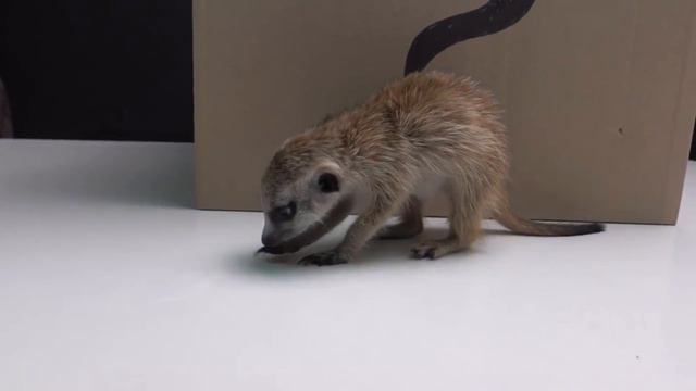 Топ самых популярных животных ютуба смотреть онлайн