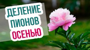 Правильное деление пионов в августе и сентябре. Мастер-класс по делению пионов