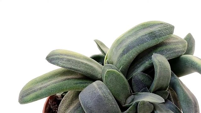 Gasteria glomerata f variegata смотреть онлайн