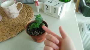 Крассула Перфората 3ч. + история, про то как она появилась в моей коллекции #суккуленты #крассула