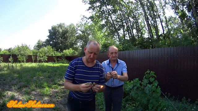 Ловля певчих птиц - Первые щеглы, овсянки, зарянки - Малиновка. смотреть онлайн