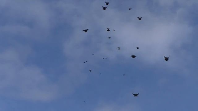 Николаевские голуби у Михаила в Крыму 2021 смотреть онлайн