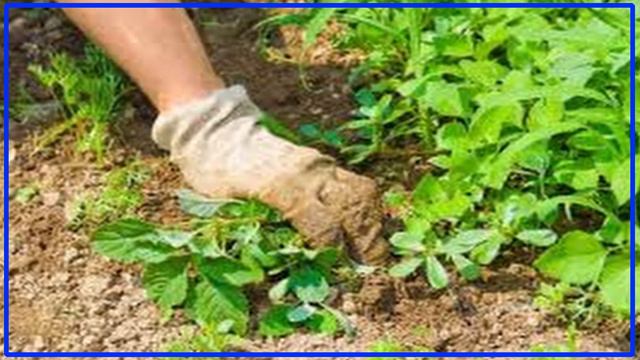 Dalias, plagas, Araña roja смотреть онлайн