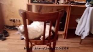 Смотреть видео кошки Муча Пуча, играет со стулом.mp4