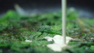 ПАСТА СО ШПИНАТОМ