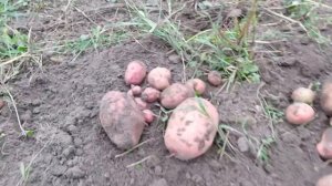 Уборка картофеля. Урожай картошки Маргарита, Санте. Коп!