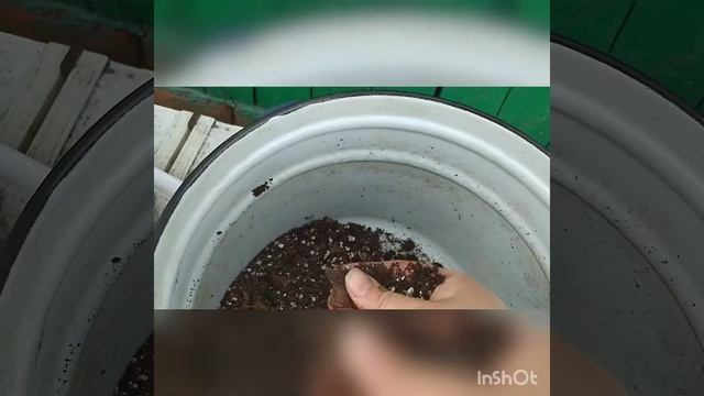 спасаю Аглаонему. Почему нельзя сажать комнатные растения в садовую землю смотреть онлайн