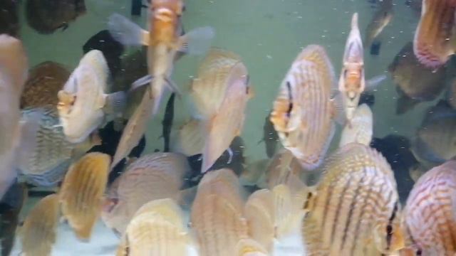 Дискусы.Малёк.Сделано в Сибири. смотреть онлайн