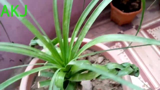 #techgardening Nolina Palm / Elephant foot plant смотреть онлайн