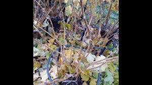 Уход за смородиной ???осенью ч 1. СОВЕТЫ САДОВОДАМ - НОВИЧКАМ!???