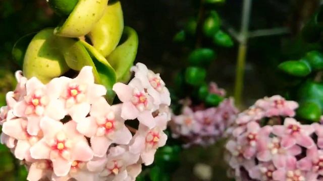 Hoya Compacta New & Pink смотреть онлайн