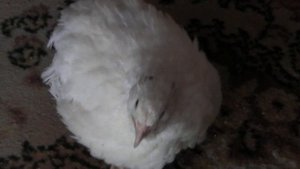 РУЧНЫЕ ПЕРЕПЕЛА В КВАРТИРЕ НЕСУТСЯ