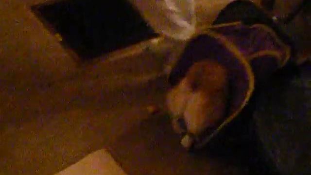 Corgi vs. Cat Toy смотреть онлайн