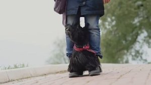 Скотч терьер