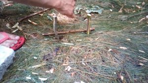 ПОДЪЕМНАЯ ПЕТЛЯ ЛОВУШКА НА ЗАЙЦА!!!ПОЙМАЛ ЗАЙЦА!!!