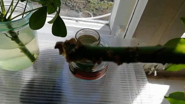 Как я размножаю шефлеру.