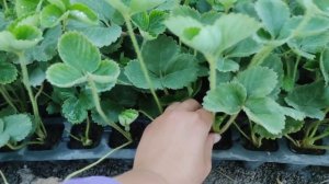 Немного про наш рассадник и рассаду для клубники.