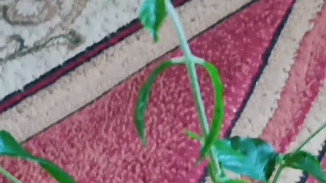 Комнатные цветы. Жасмин Самбак в марте смотреть онлайн