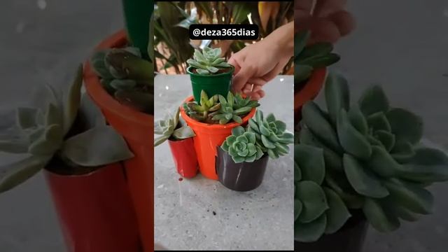 Diy mini jardim de suculentas reciclados! #minijardim #suculentas #dicasdeplantas смотреть онлайн