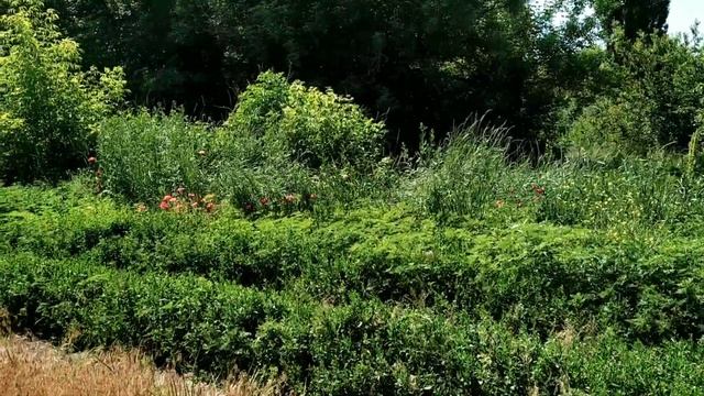 Красные маки у пшеничного поля. 18 июня 2022 г. смотреть онлайн