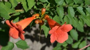 Кампсис лиана. Купить саженцы кампсиса