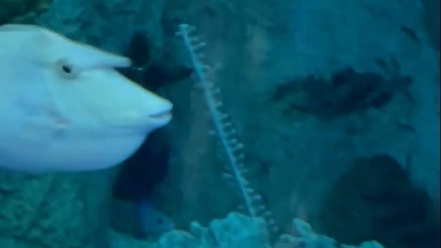 Подводный мир. Океанариум Владивостока на острове Русском. смотреть онлайн