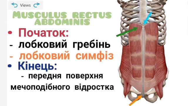 М'язи живота | Пахвинний канал смотреть онлайн