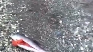 Новый закон о рыбалке 2019.  Штрафы за рыбалку 2019, нормы вылова и размера. Лицензии на рыбалку