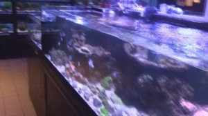 Поход в зоомагазин Kolle Zoo за рыбкой охотником