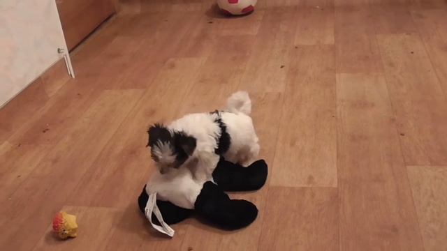 Щенок бивер йорк Возраст 2 месяца. смотреть онлайн